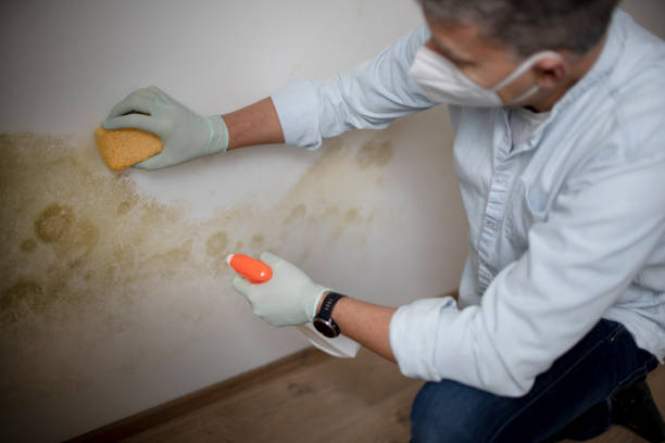 Best Mold Cleaning Services  in USA